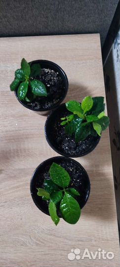 Гардения жасминовидная