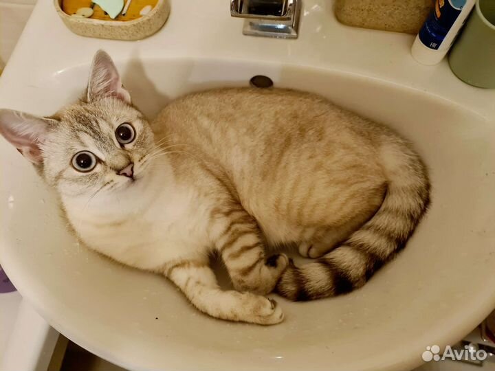 Тайская Кошка