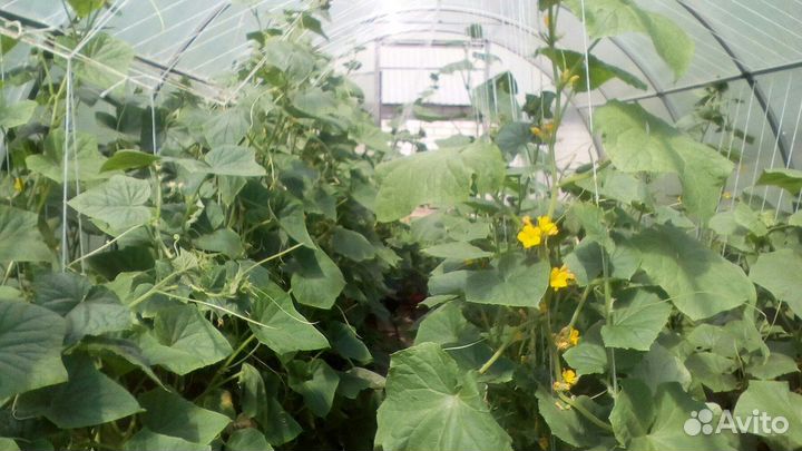 Теплица 3 на 4