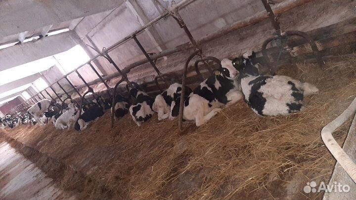 Бычки на откорм и телочки