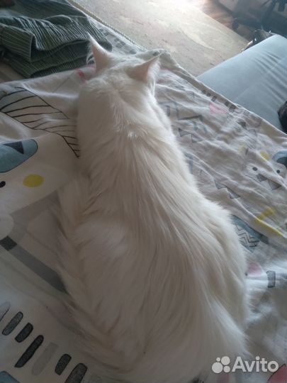 Белая кошечка 8 мес