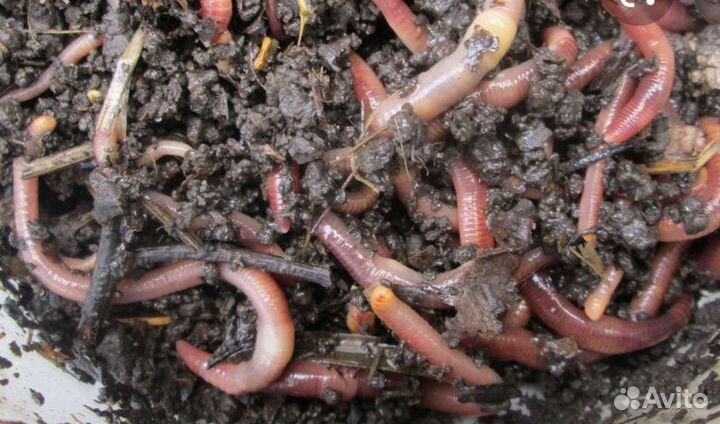 Черви для рыбалки