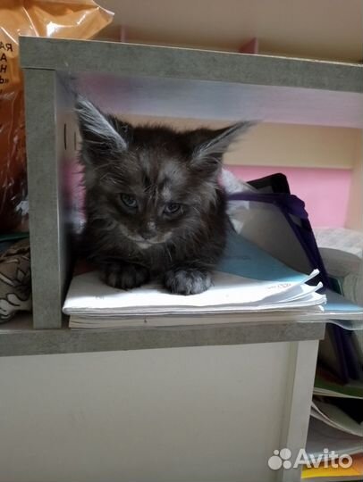 Котята мейн-кун