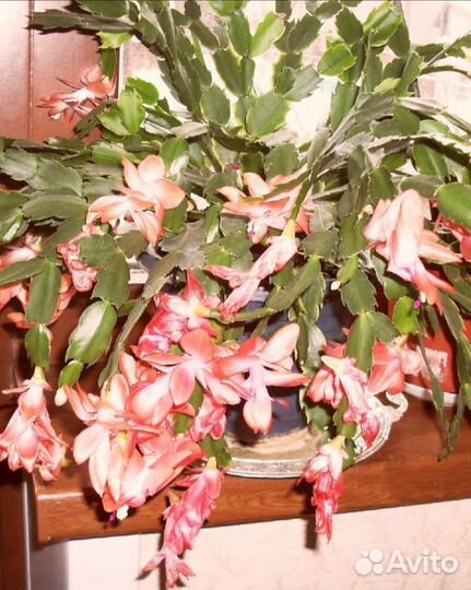 Цветы декабристы