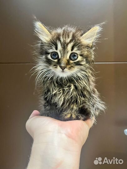 Пепельная Камелия ищет свой дом