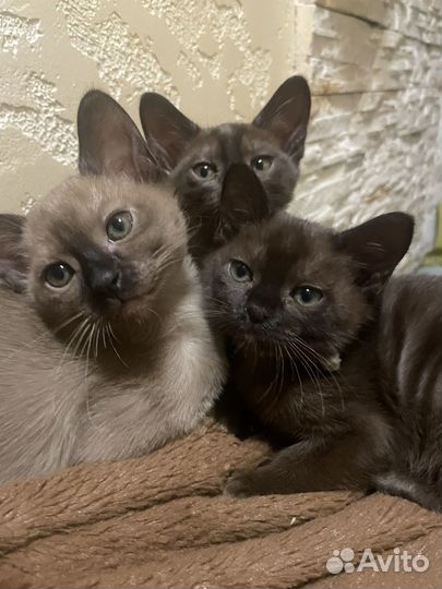 Котята европейской бурмы