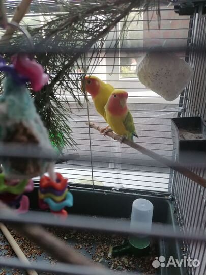 Неразлучникипопугай