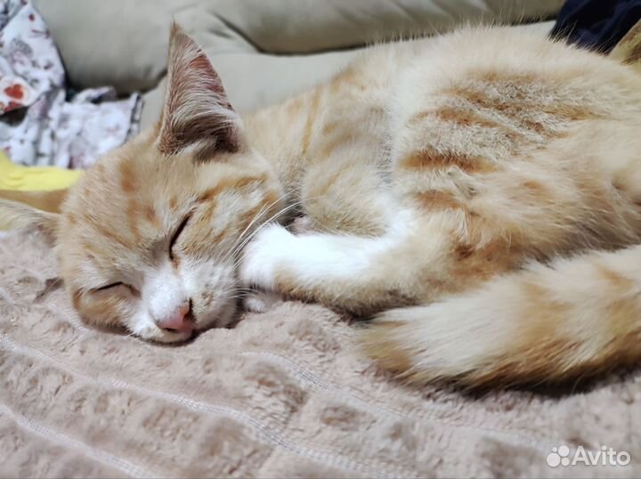 Котенок в добрые руки