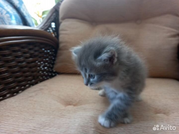 Котенок сибирская порода бесплатно