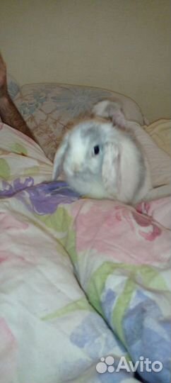 Кролики пушистики