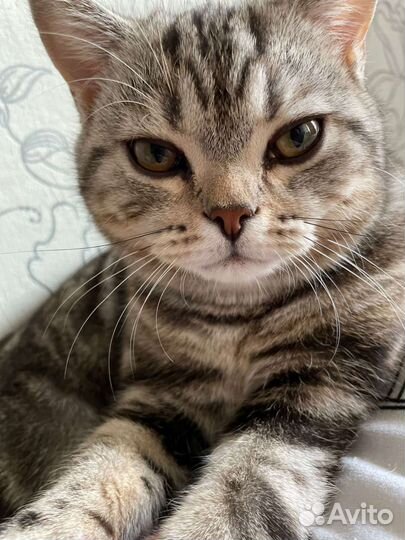 Британская