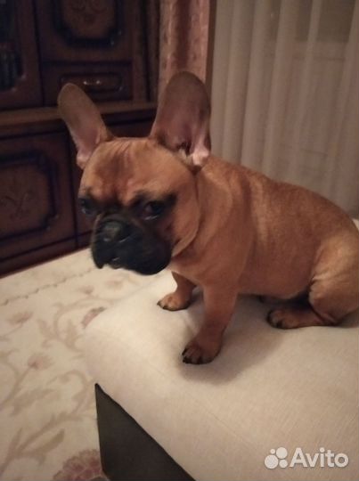 Французский бульдог вязка