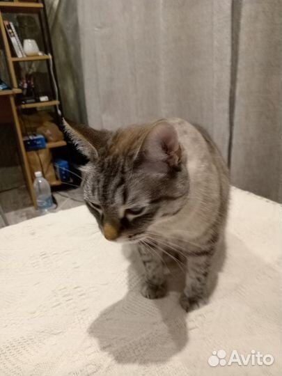 Отдам кота в добрые руки