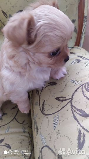 Щенки чихуахуа