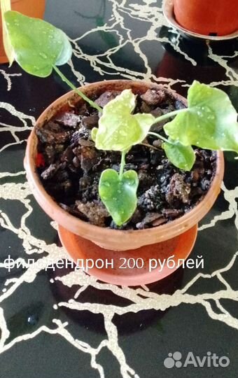 Филодендрон Селло