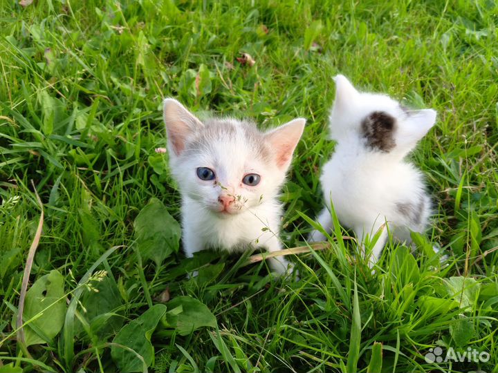 Отдам котят в добрые руки