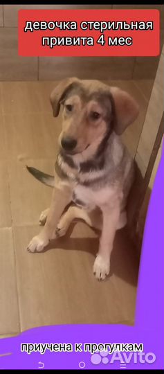 Щенок в добрые руки бесплатно