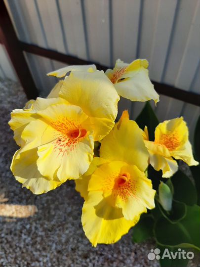 Клубни канны