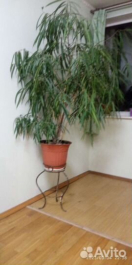 Фикус бенджамина большой