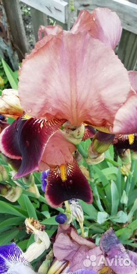 Садовые растения