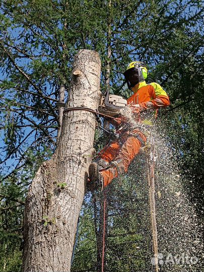 Спил, обрезка деревьев. Высотные работы Альпинисты