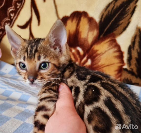 Бенгальские котята