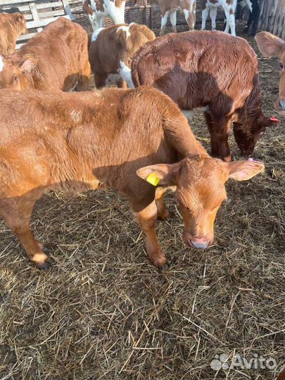 Отменные телята бычки с доставкой на транспорте