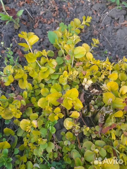 Горочные растения