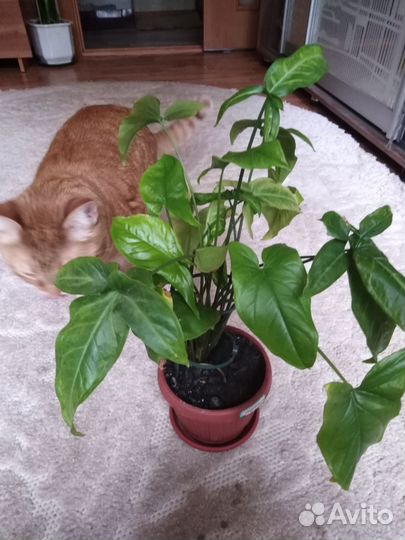 Сингониум, пеперомия, коллизия традискагция