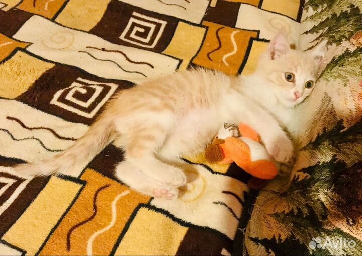 Котик идёт семью