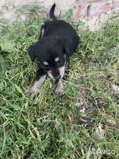 Щеночки в добрые руки