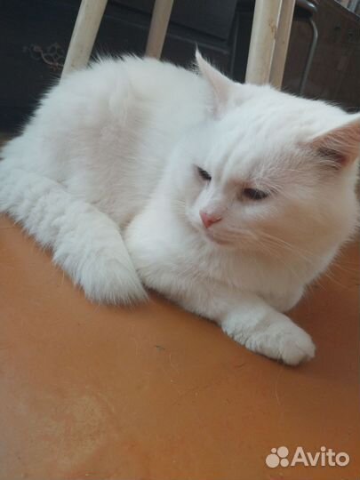Котик в дар
