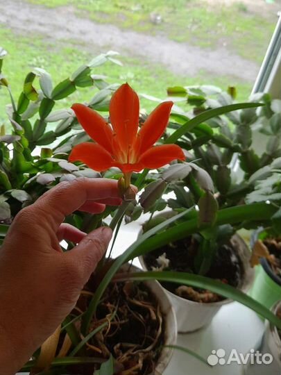 Комнатные растения цветы