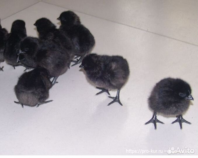 Инкубационное яйцо ухейилюй