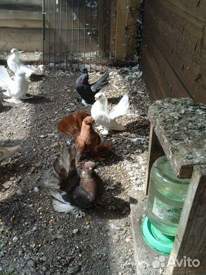 Продам голубей