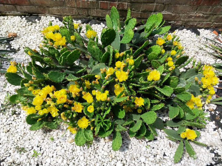 Уличный кактус