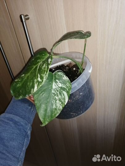 Монстера вариегатная Альба