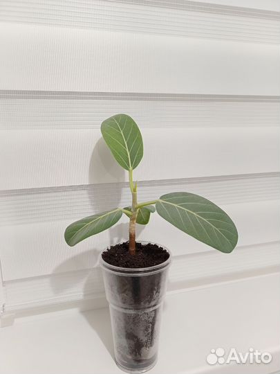 Бенгальский фикус