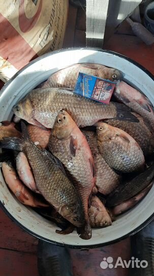 Карась живой