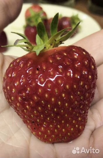 Рассада ремонтантной мурано клубники и летней зкс