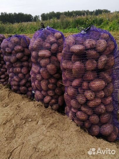 Картофель домашний