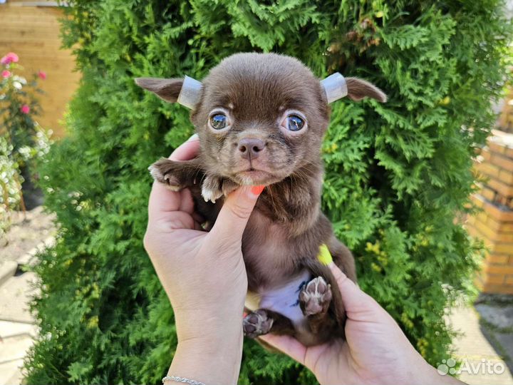 Щенок чихуахуа мини шоколад