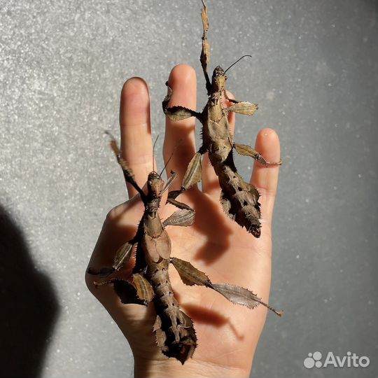 Австралийский палочник
