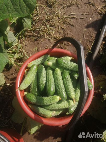 Огурцы домашние