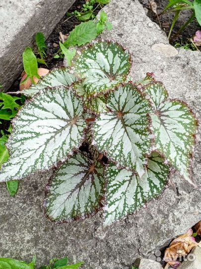 Бегония декоративно лиственная