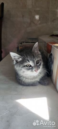Отдам в дар котят