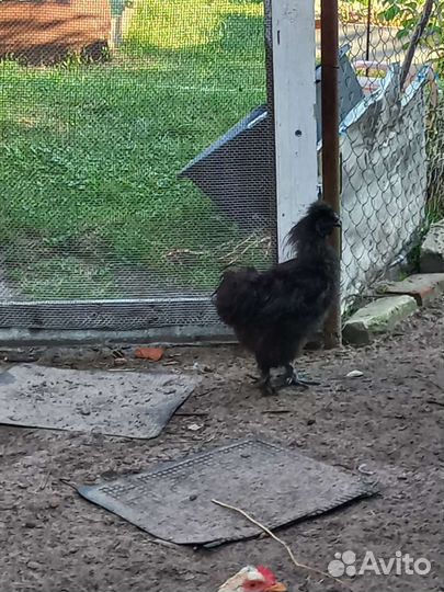 Петух китайский шелковый