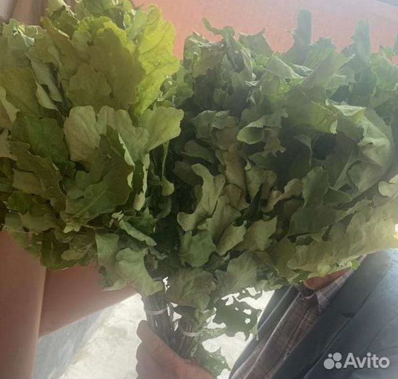 Дубовые веники, штука 90, июнь 2023г