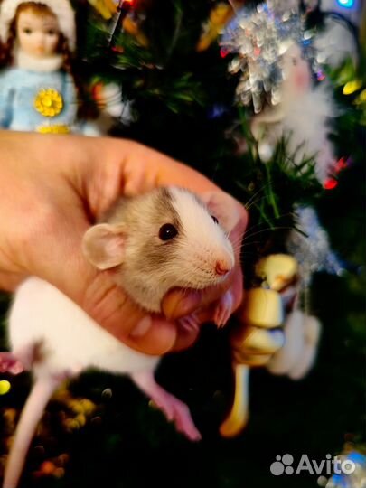 Крысята/ крыса/Дамбо/Рекс/клетка/доставка