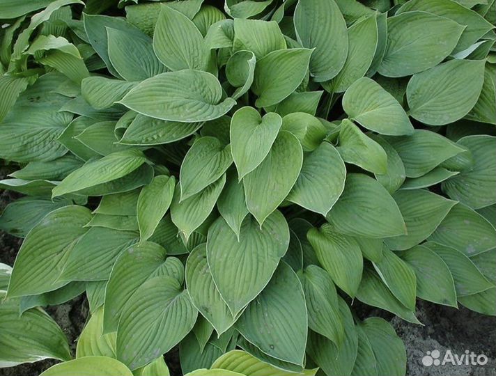 Хоста растение